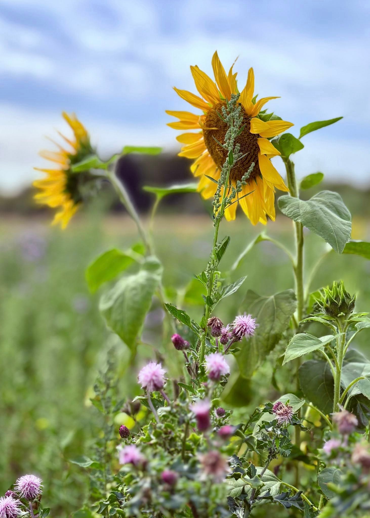 Up close photo of sunflowers in a field